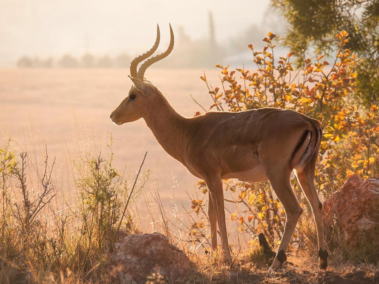 Kloofzicht Lodge & Spa Krugersdorp Exteriér fotografie Greater kudu